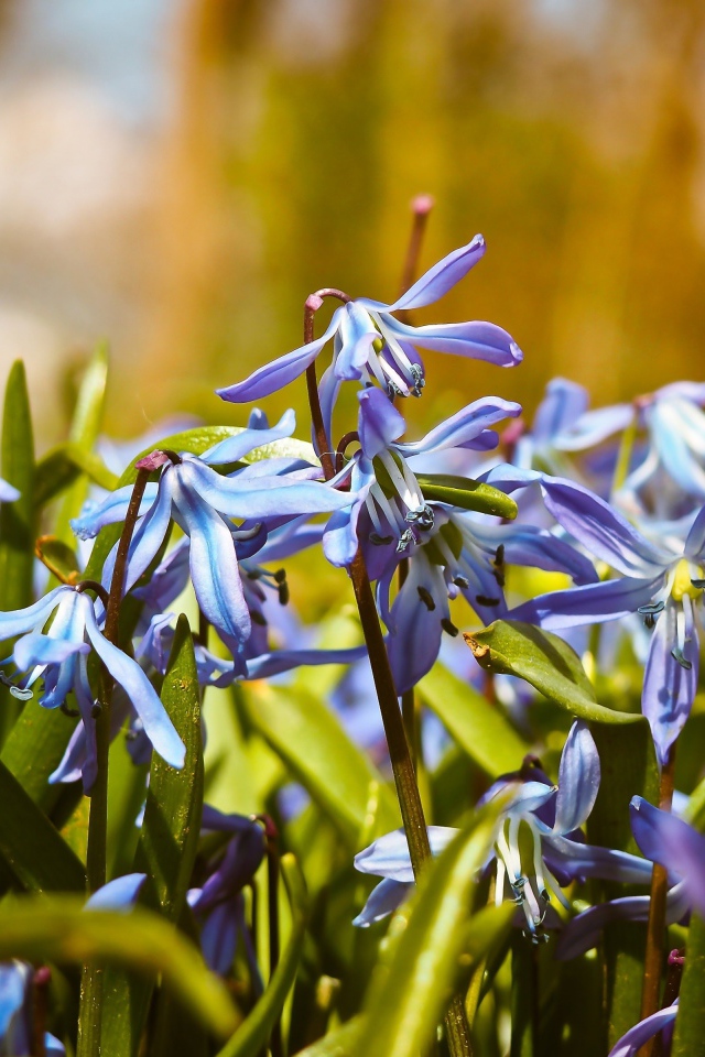 Синие весенние маленькие цветы пролеска