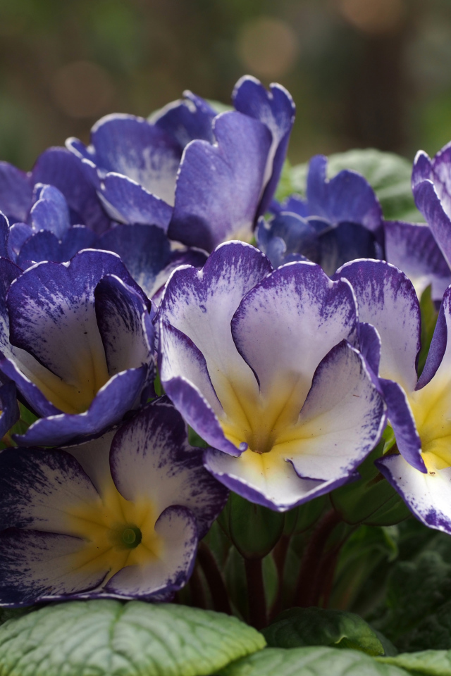 Синие с белым цветы комнатной примулы 