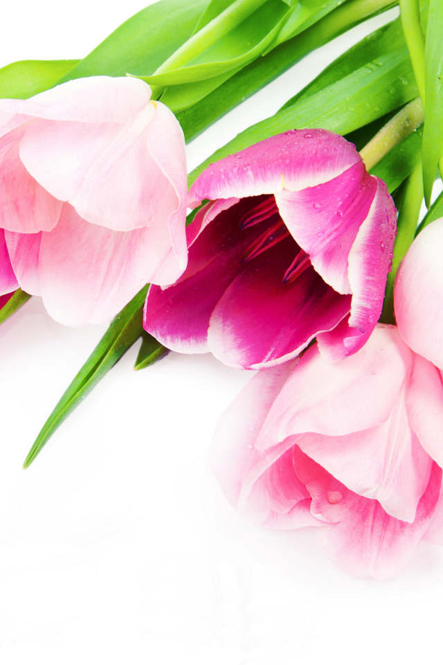 Букет нежных розовых тюльпанов на белом фоне