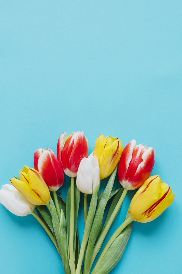 Букет разноцветных тюльпанов на голубом фоне