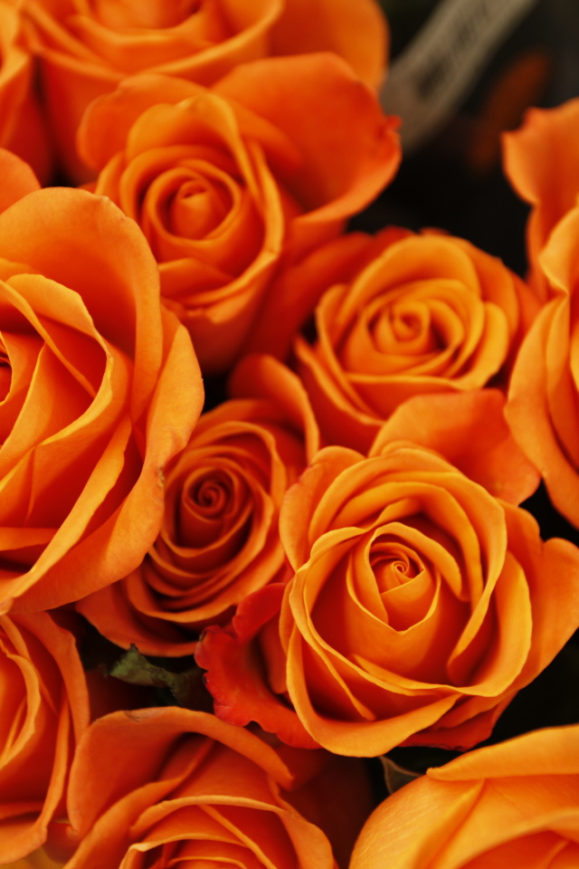 Букет оранжевых роз крупным планом