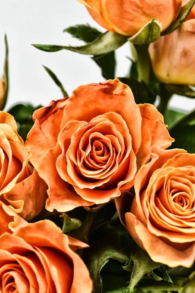 Букет оранжевых роз на сером фоне крупным планом