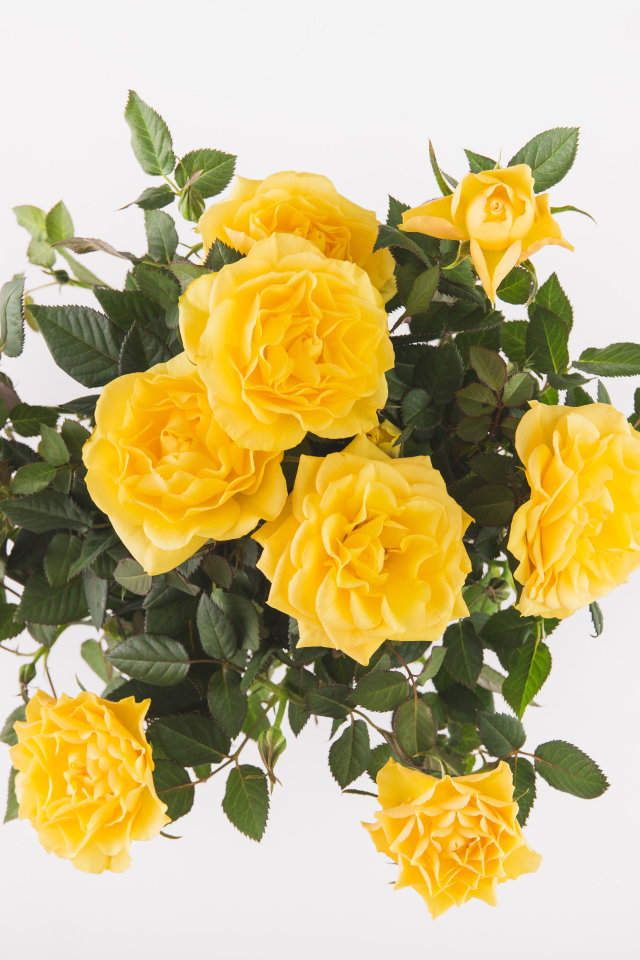 Букет оранжевых роз на белом фоне