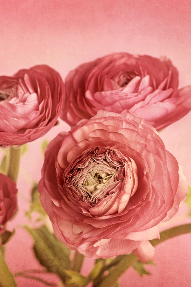 Букет розовых лютиков на розовом фоне