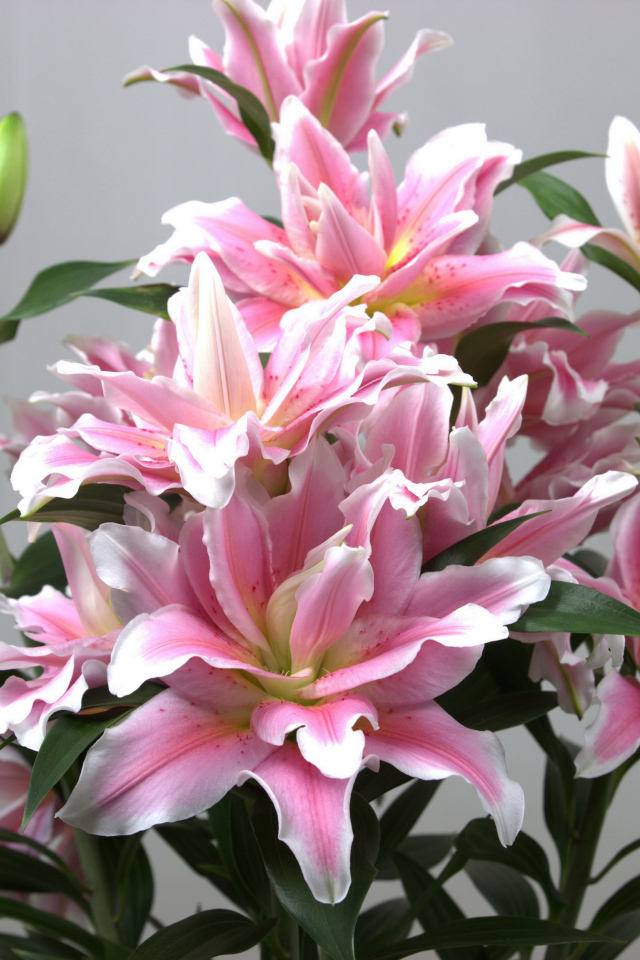 Букет розовых лилий на сером фоне