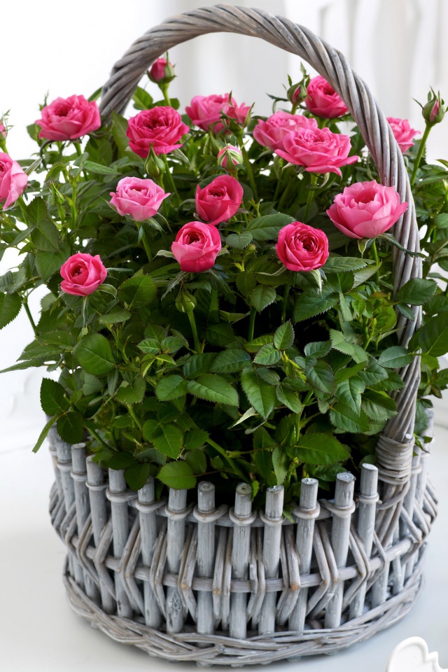 Букет розовых роз в серой корзине на белом фоне