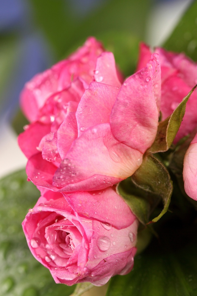 Букет розовых роз в каплях росы