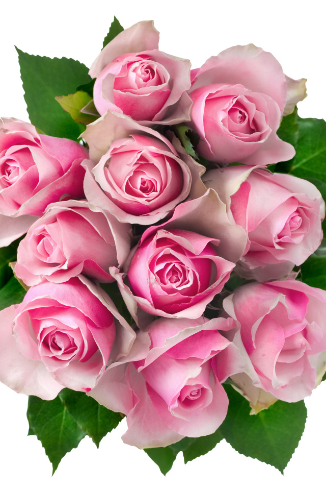 Букет розовых роз на белом фоне вид сверху