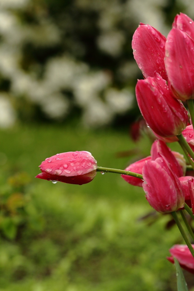 Букет розовых тюльпанов в каплях дождя