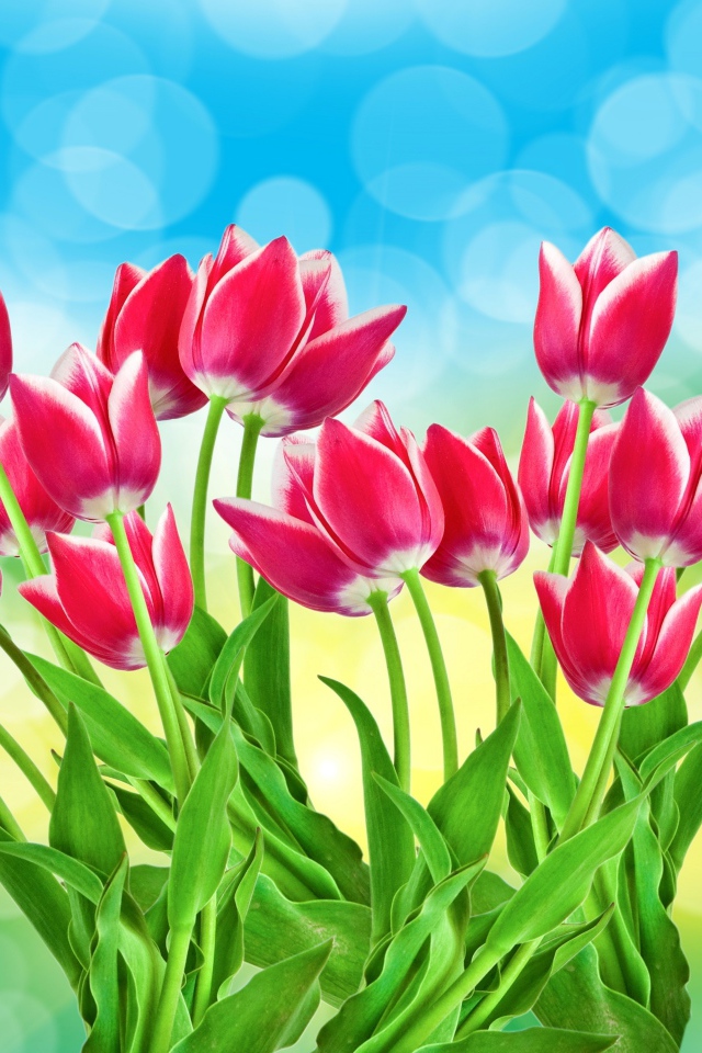 Букет розовых тюльпанов на голубом фоне