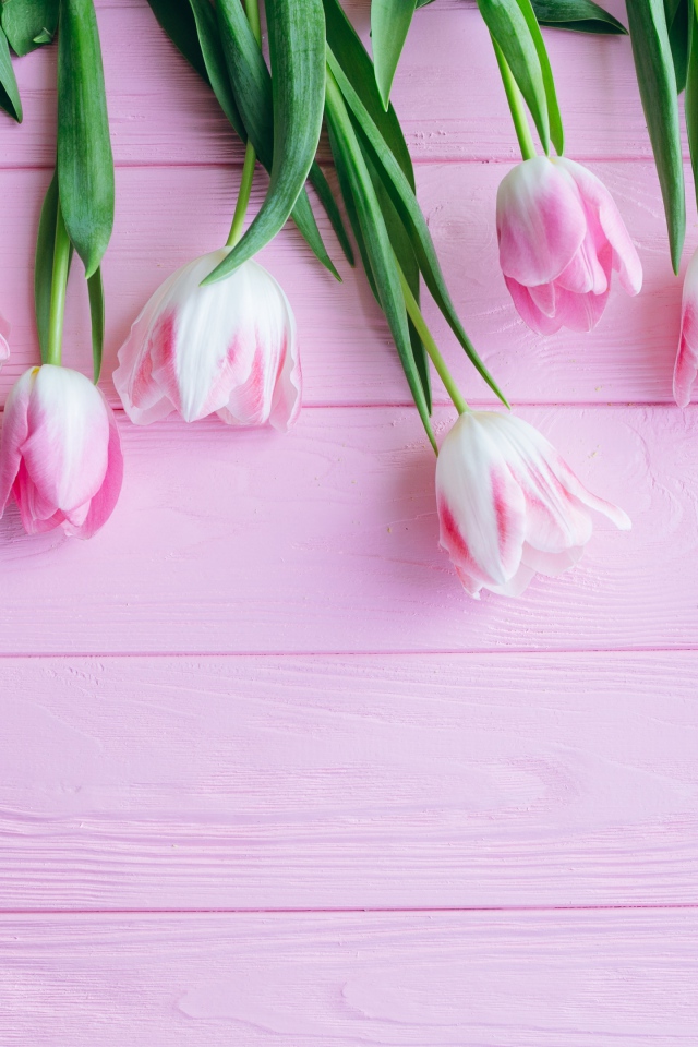 Букет розовых тюльпанов на розовом фоне