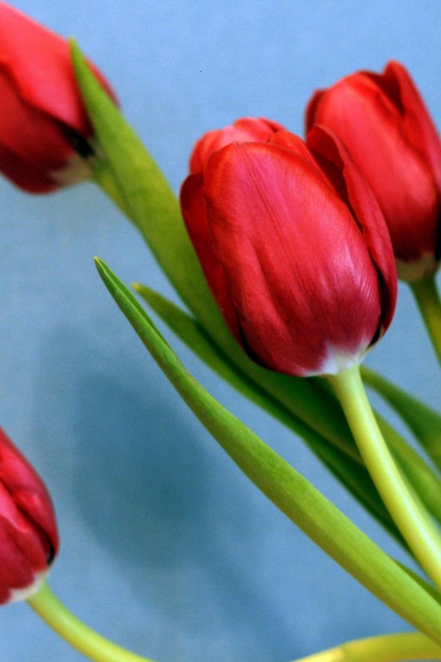 Букет красных тюльпанов на голубом фоне