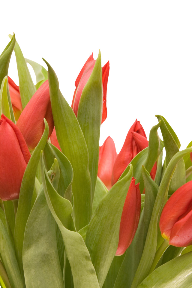 Букет красных тюльпанов на белом фоне