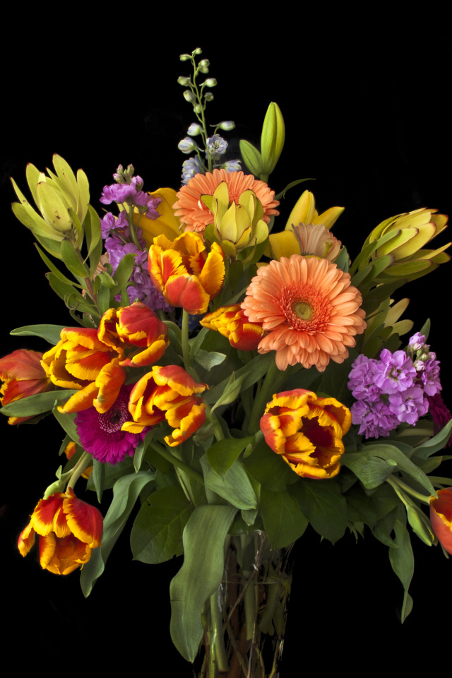 Букет тюльпанов с цветами герберы на черном фоне