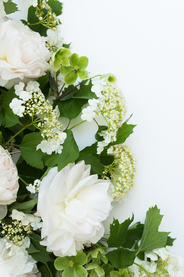 Букет белых пионов на белом фоне