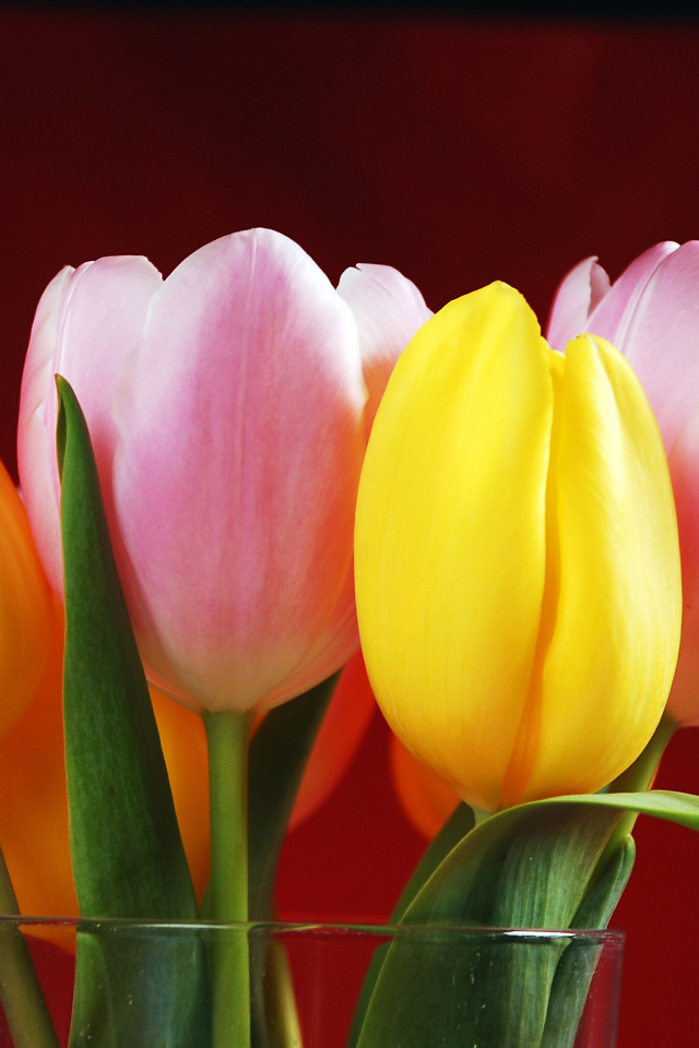 Букет желтых и розовых тюльпанов на красном фоне