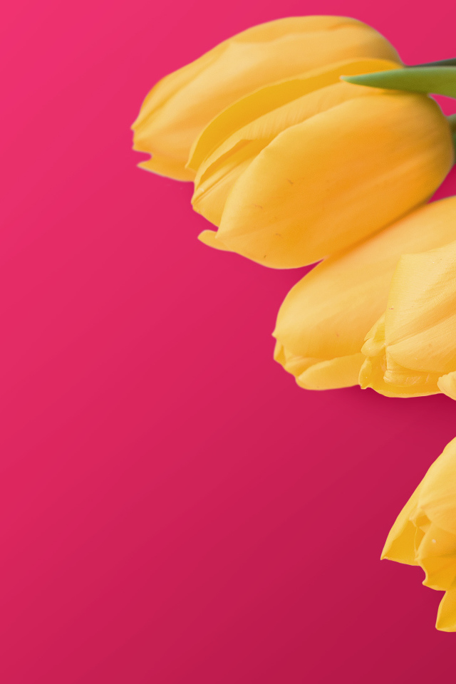 Букет желтых тюльпанов на розовом фоне