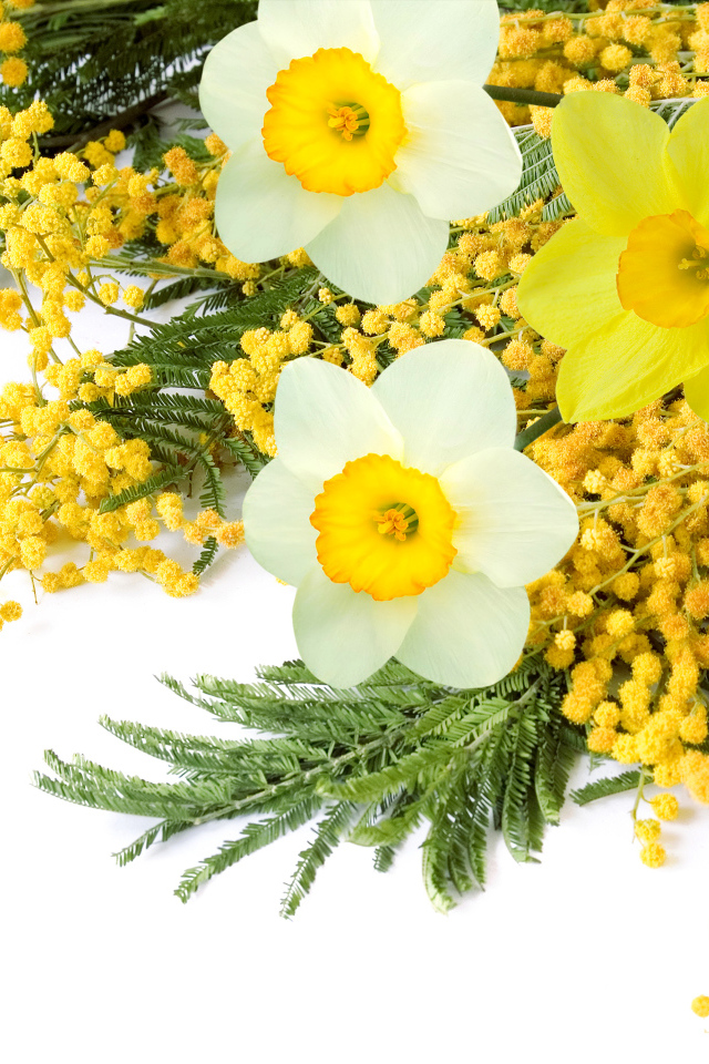 Букет с цветами мимозы и нарциссов на белом фоне 