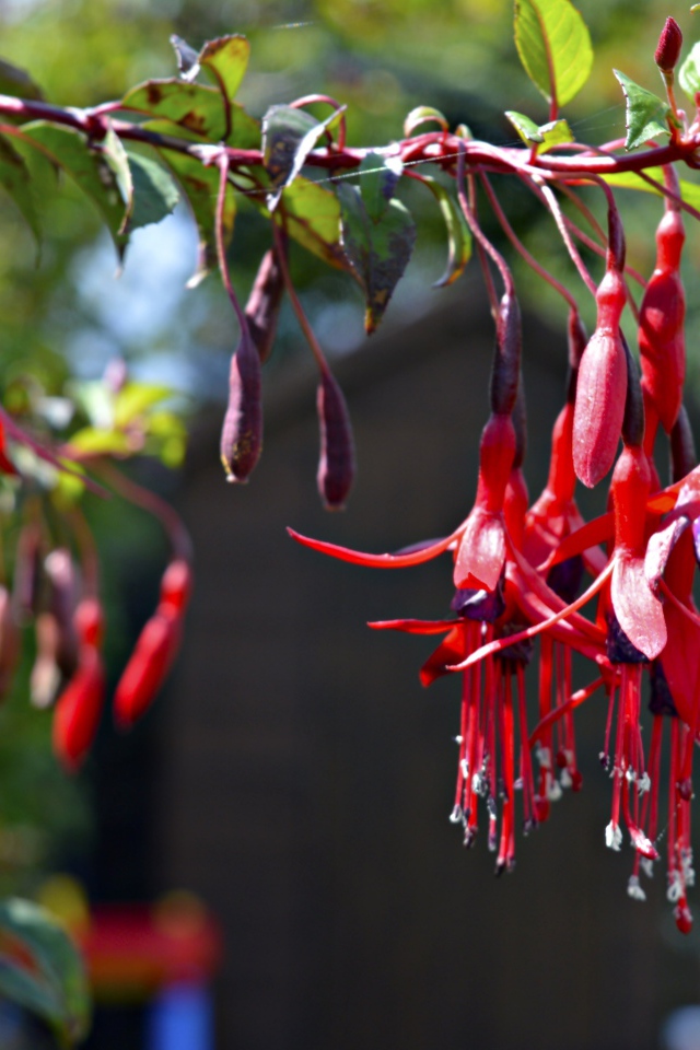 Ветка красных цветов фуксия