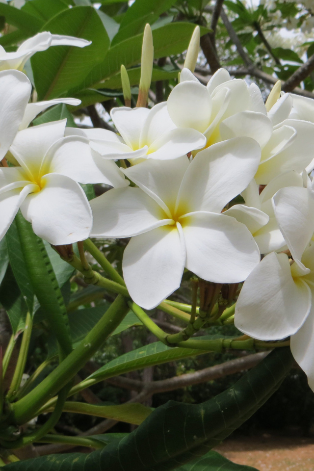 Ветка с белыми цветами плюмерия 