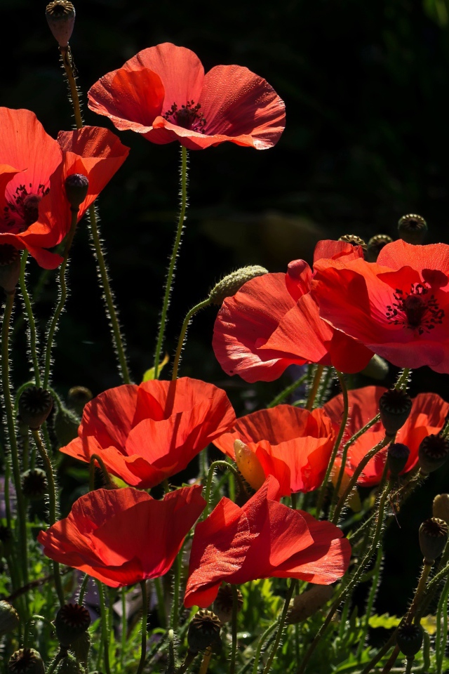 Яркие красные летние маки в лучах солнца