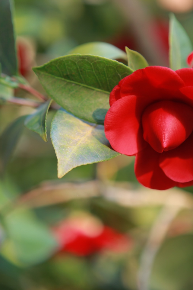 Бутон красной камелии крупным планом