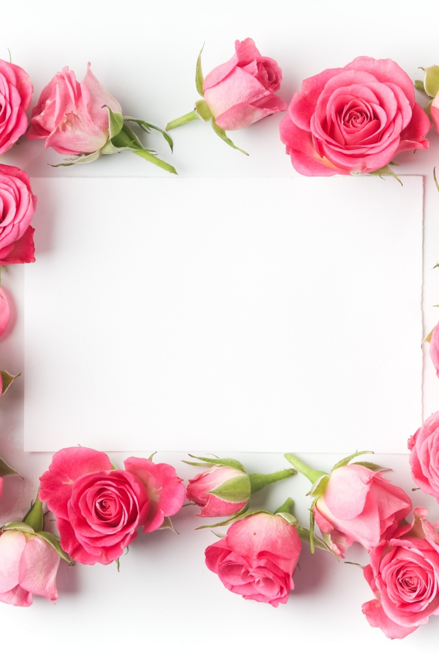 Бутоны розовых роз вокруг белого листа, шаблон для открытки