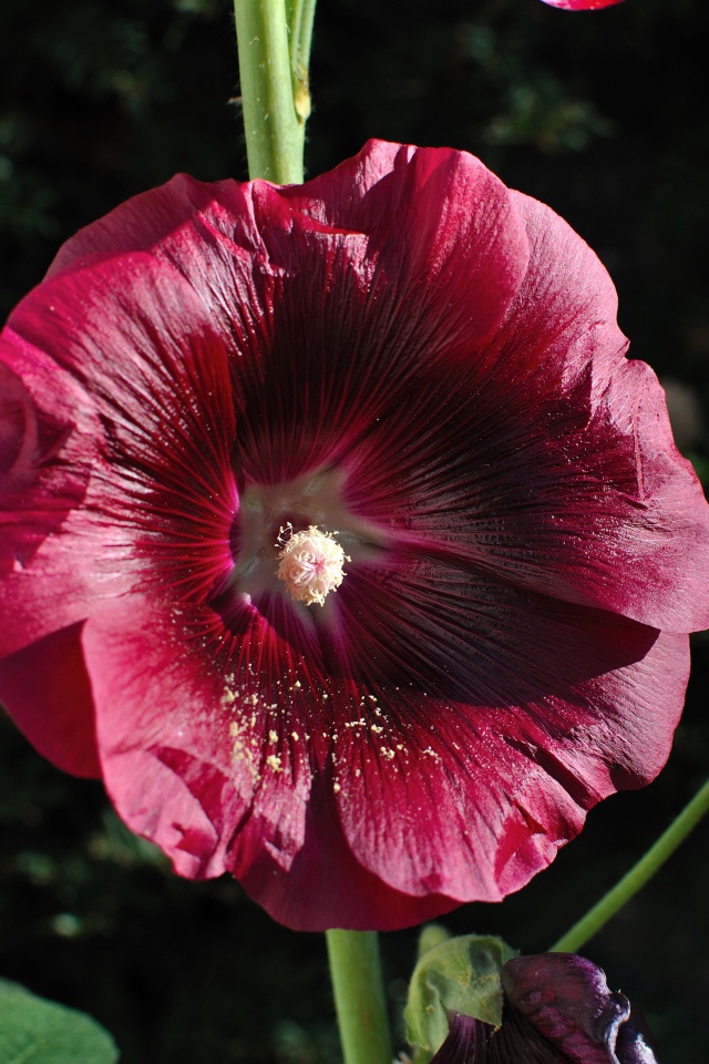 Бордовый цветок мальва крупным планом