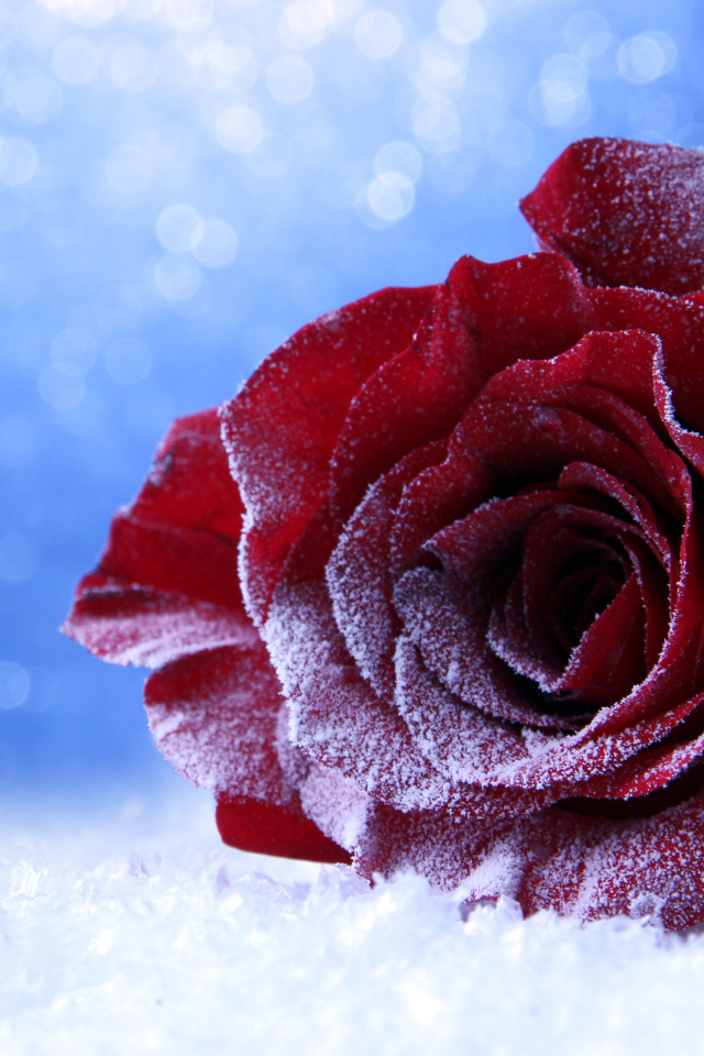 Покрытая инеем роза на снегу на голубом фоне