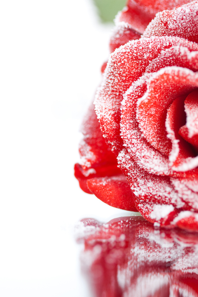 Покрытая инеем красная роза отражается в поверхности 