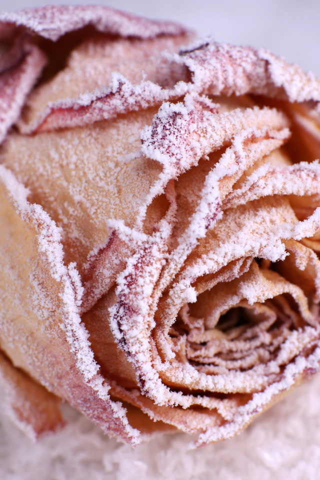 Покрытая инеем красная роза на снегу