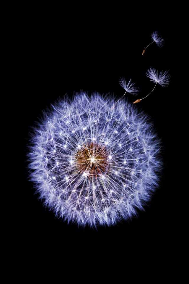 Одуванчик крупным планом на черном фоне