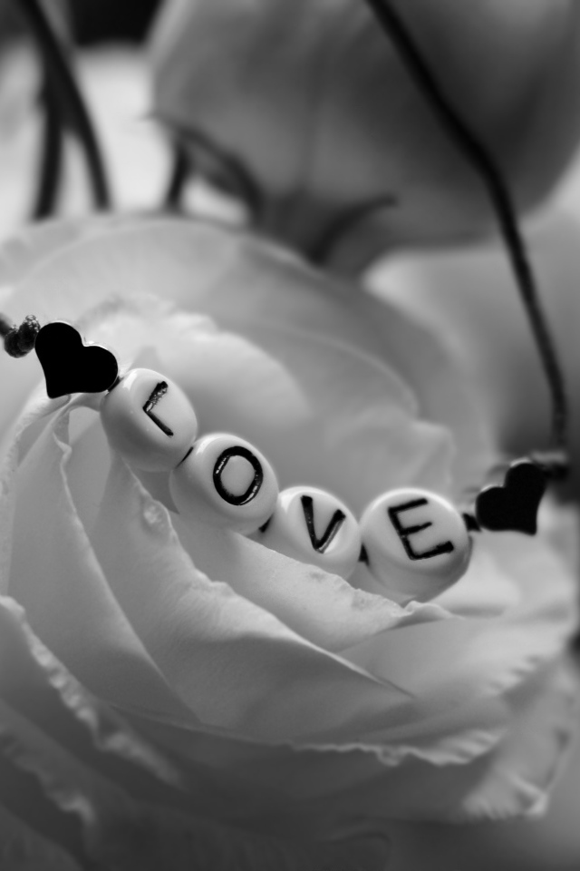 Украшение на белой розе черно - белое фото 