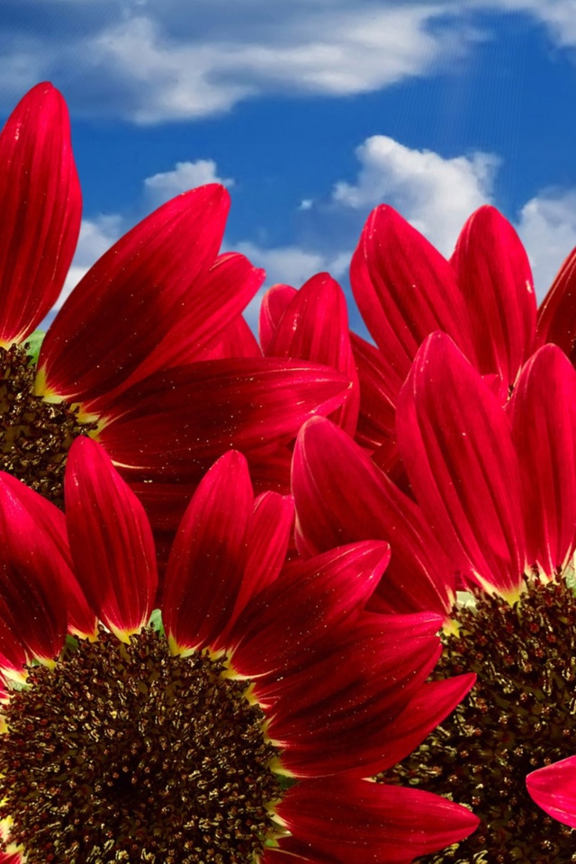 Декоративные подсолнухи на фоне голубого неба 