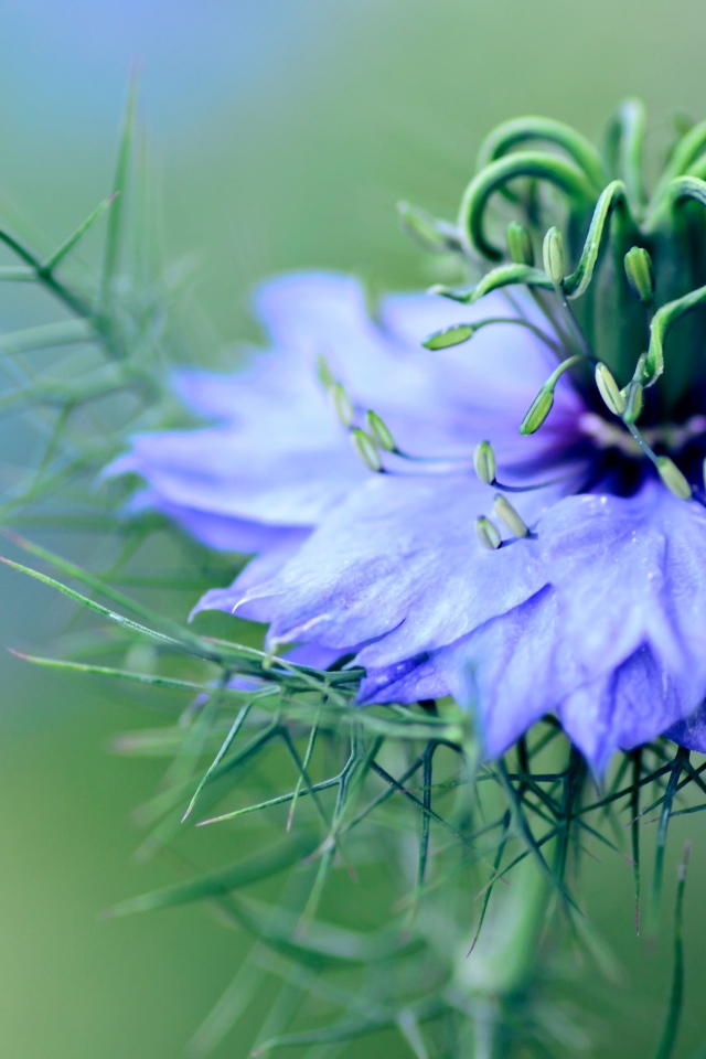 Нежный голубой цветок черного тмина