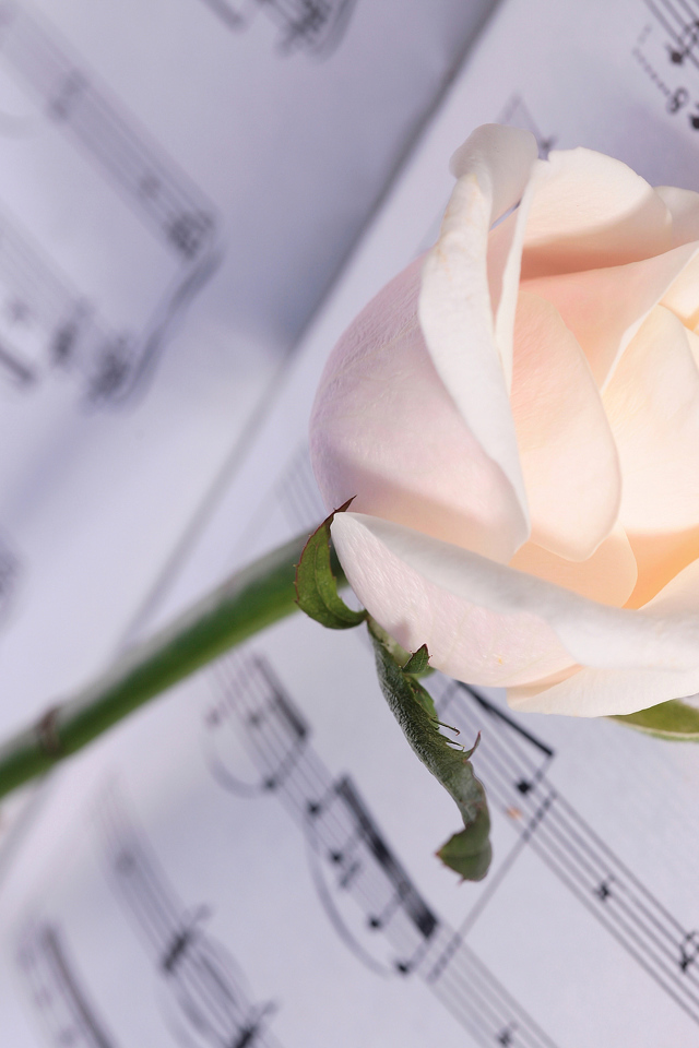 Нежная кремовая роза лежит на нотах