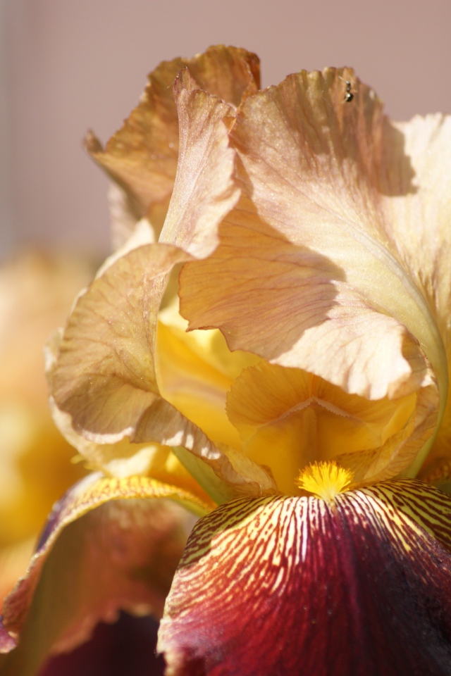 Нежный цветок ириса крупным планом