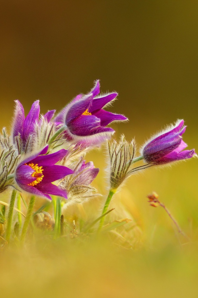 Нежные сиреневые цветы прострел 