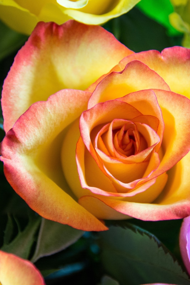 Нежные разноцветные розы крупным планом