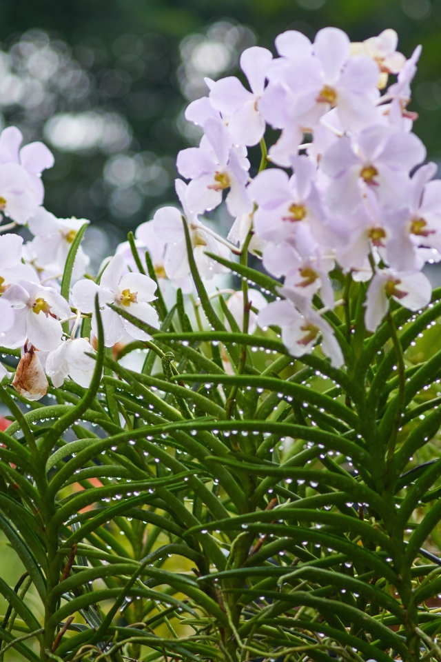 Нежные орхидеи на клумбе