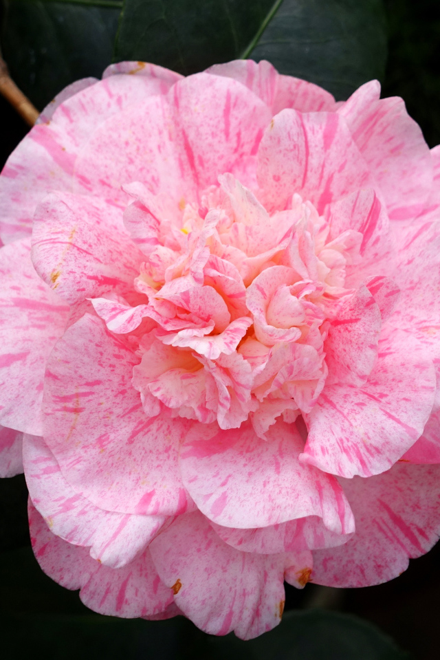 Нежный розовый красивый цветок камелии