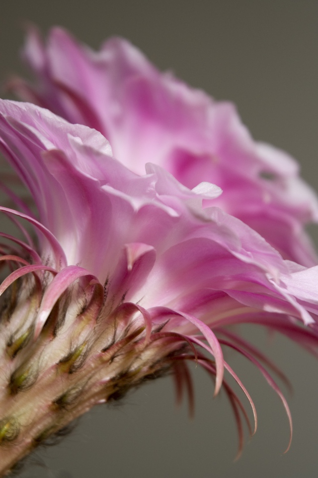 Нежный розовый цветок кактуса крупным планом