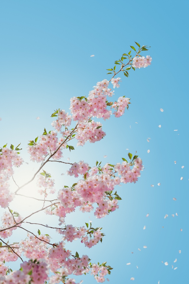 Нежные розовые цветы на фоне голубого неба