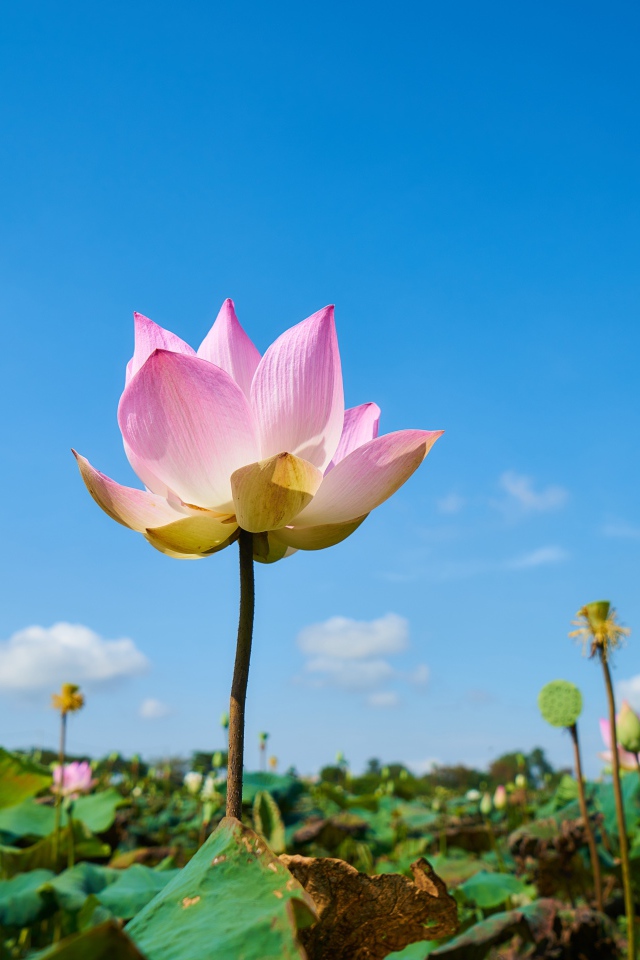 Нежный розовый цветок лотоса на фоне голубого неба