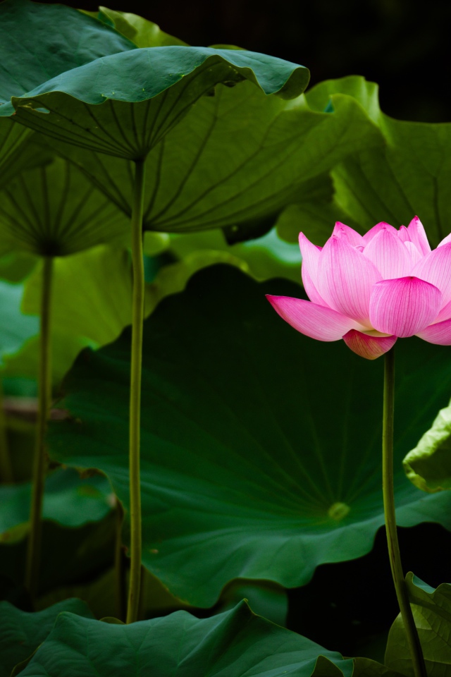 Нежный розовый цветок лотоса в зеленых листьях