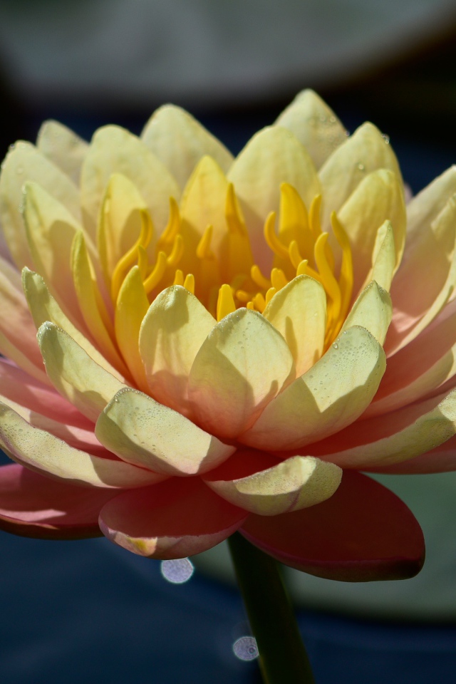 Нежный розовый цветок лотоса в лучах солнца