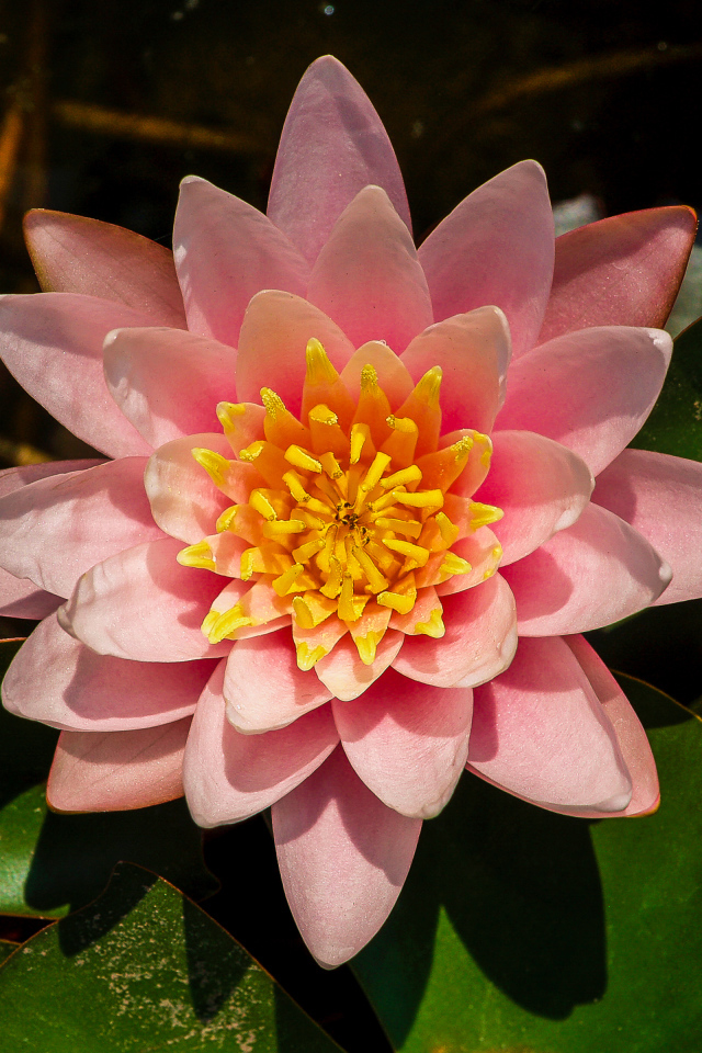 Нежный розовый цветок лотоса с зелеными листьями