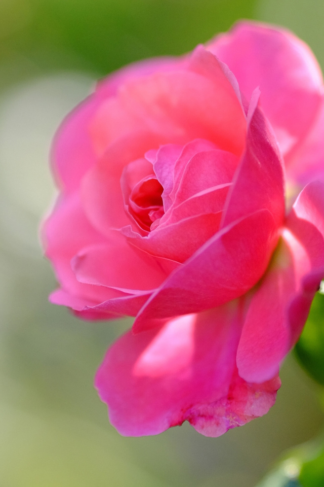 Delicate pink rose blooms in the garden
