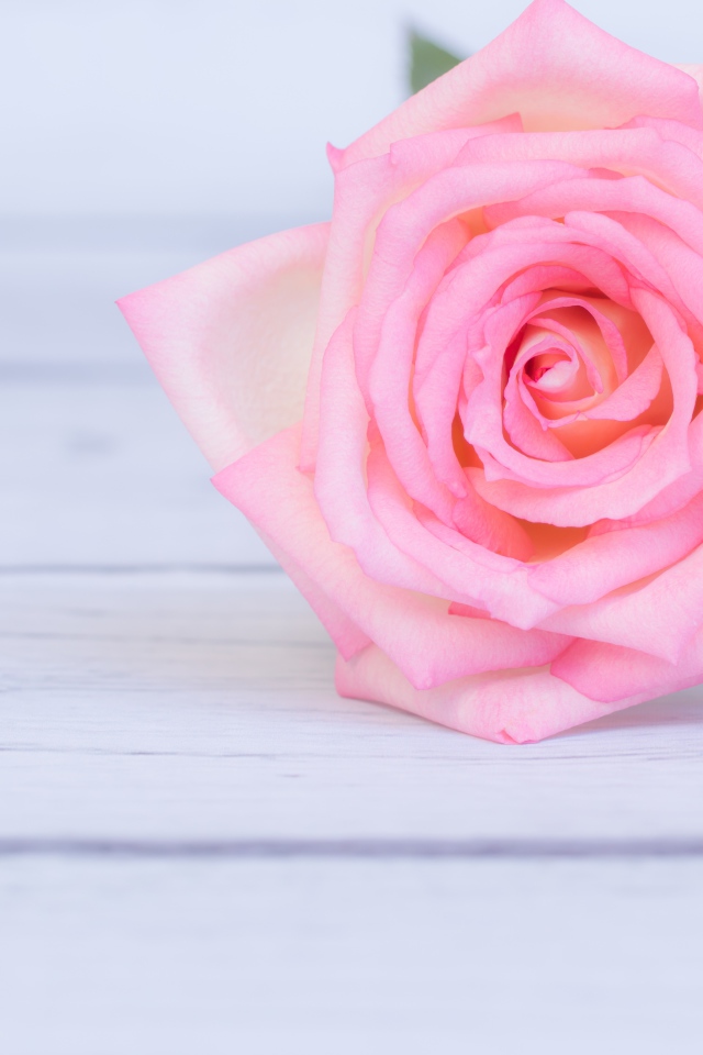 Нежная розовая роза на столе 
