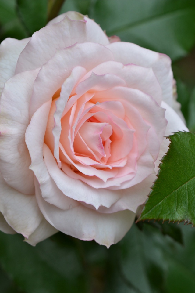 Нежная розовая роза с зелеными листьями крупным планом